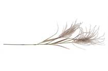 Coco Maison COCO MAISON accessoire Pampas Grass Spray H134cm